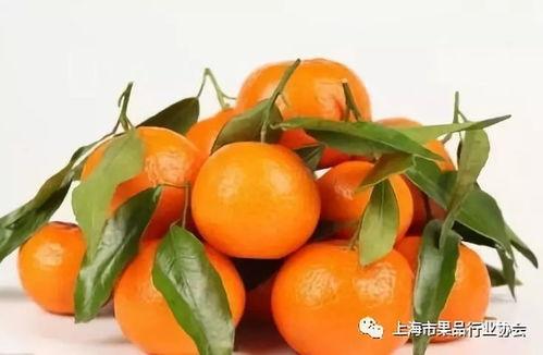 娱乐圈吃瓜橘子是谁,揭秘明星背后的真实故事