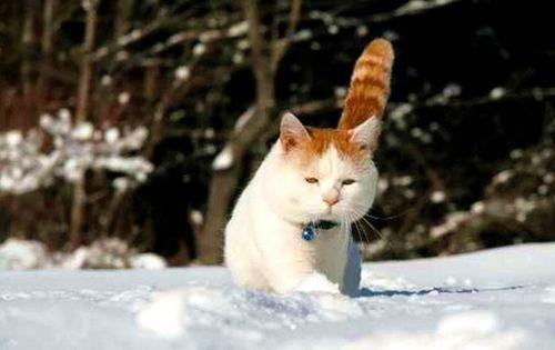 娱乐吃瓜菌猫猫